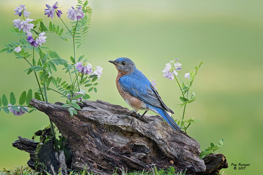 Bluebird Beauty #1 Photograph by Peg Runyan