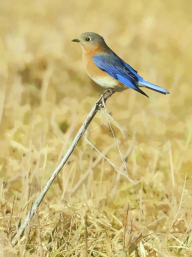 Bluebird in February Photograph by William Jobes