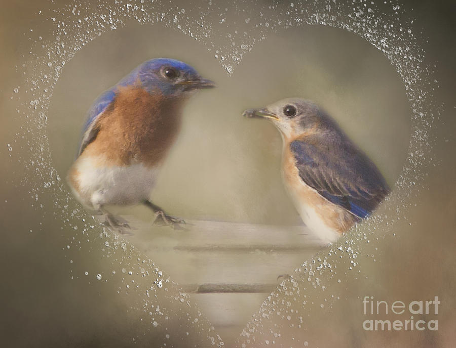 Bluebird Love #1 Photograph by Pam  Holdsworth