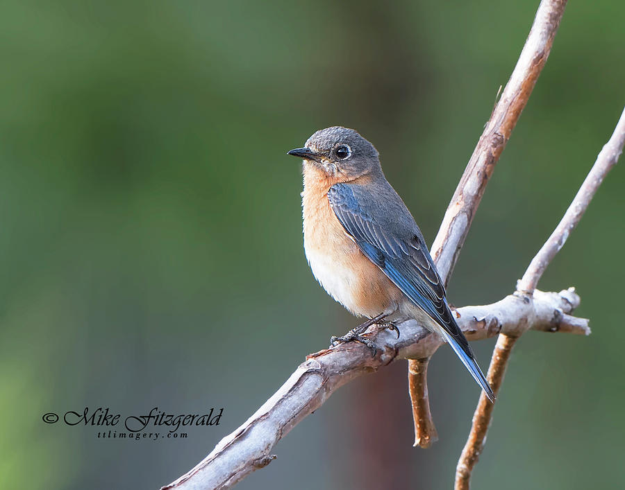 Bluebird by Mike Fitzgerald Bluebird by Mike Fitzgerald