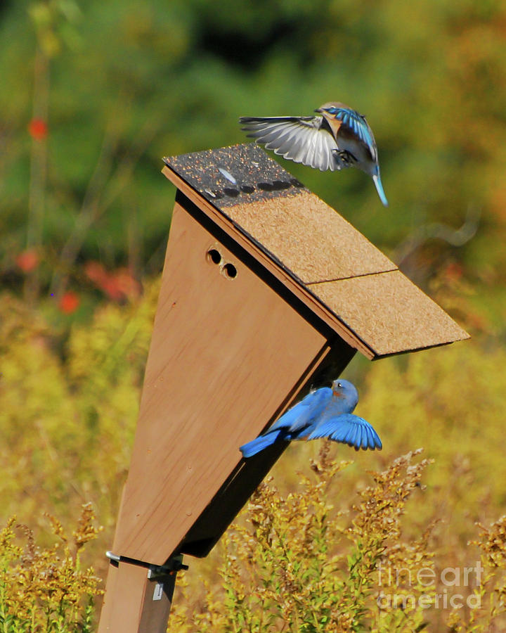 Bluebird Wings #1 Photograph by Kerri Farley