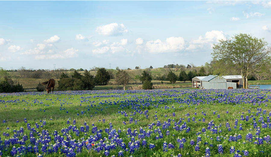 Bluebonnet Morning in Texas #1 Photograph by Gerard Harrison