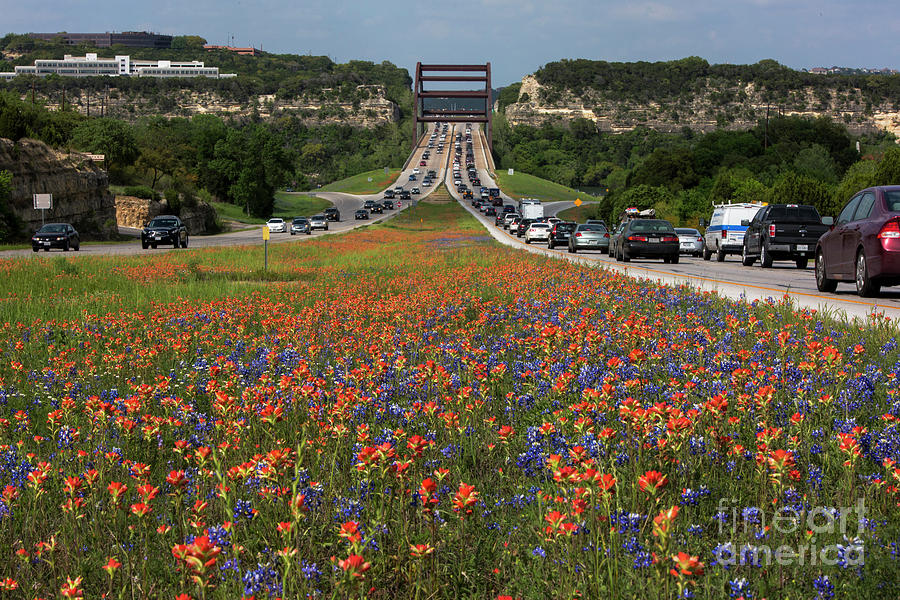 Rush Hour Movie Photograph - Bluebonnets and Indian Paintbrush wildflowers frame the 360 Brid #1 by Dan Herron