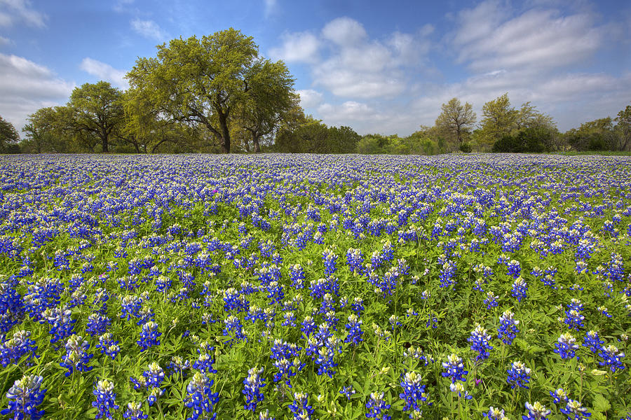 Bluebonnets of the Texas Hill Country 1 Photograph by Rob Greebon ...