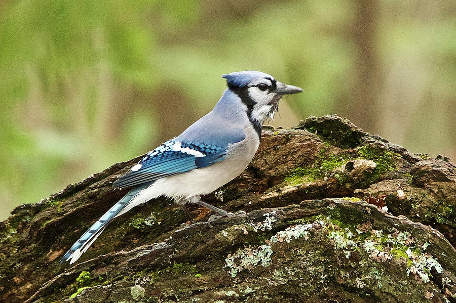 Bluejay 018 #1 Photograph by Michael Peychich