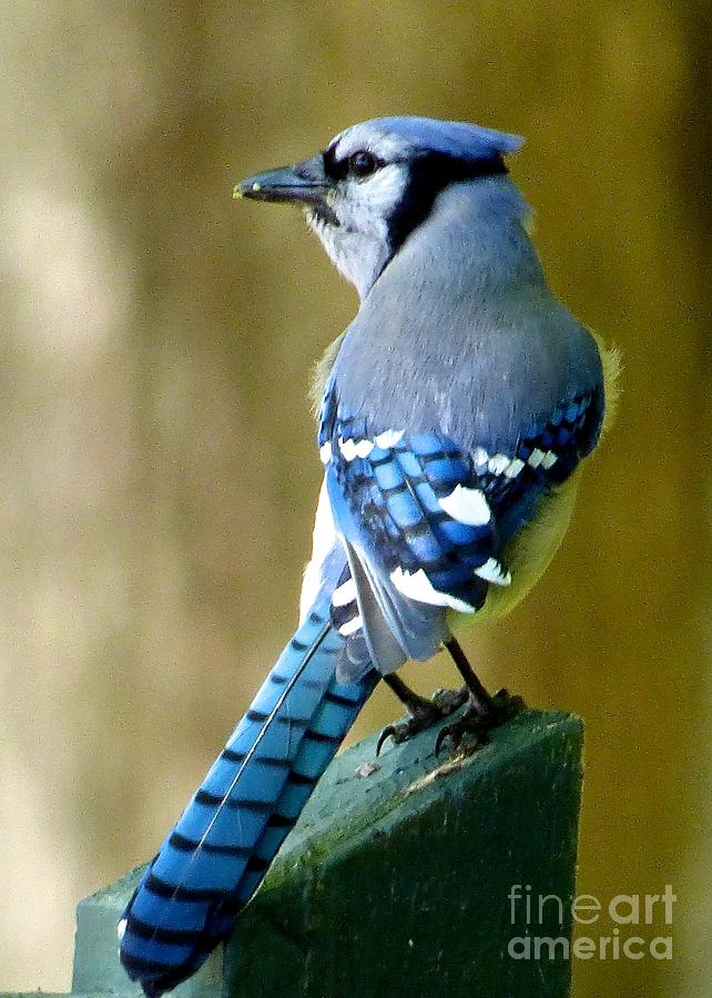 Bluejay #1 Photograph by Jean Wright