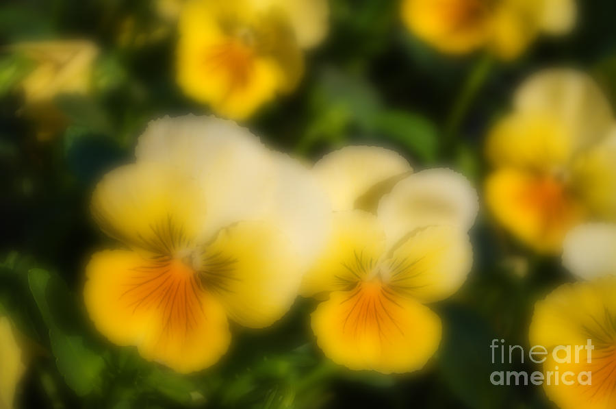 Spring Photograph - Blurred seasonal flowers with dark green background #1 by Rudra Narayan  Mitra