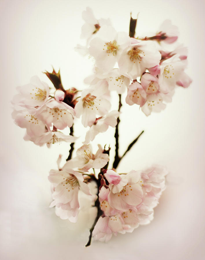 Blush Blossom #1 Photograph by Jessica Jenney