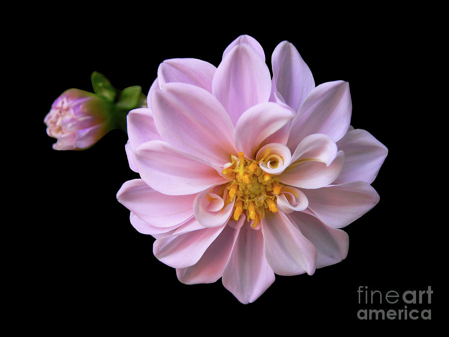 Flowers Still Life Photograph - Blushing #1 by Doug Norkum