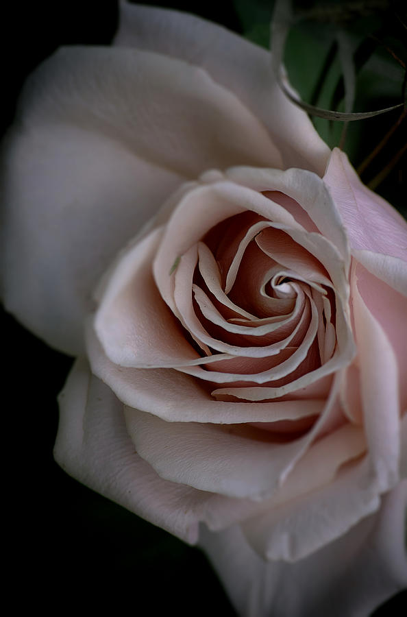 Rose Photograph - Blushing Rose #1 by Kimber Lee