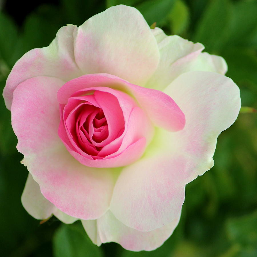 Rose Photograph - Blushing Rose #1 by Rosanne Jordan