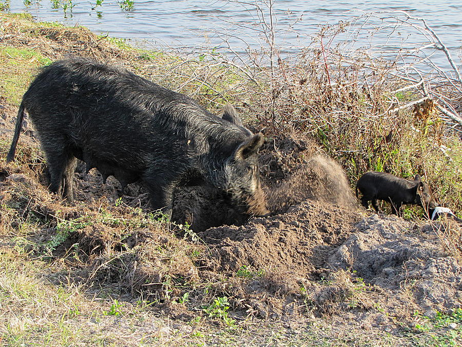 Boar Family Foraging 001 #1 Photograph by Christopher Mercer