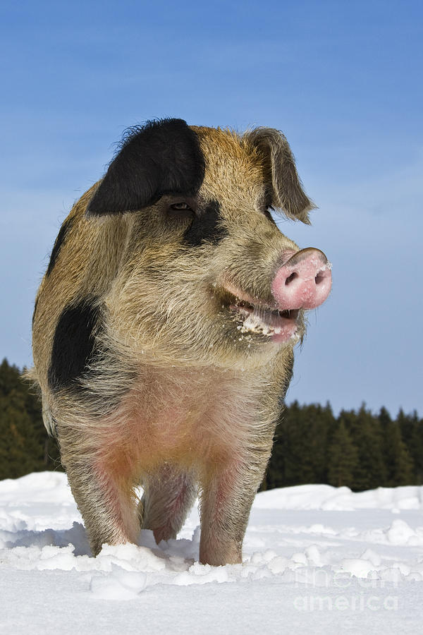 Pig Photograph - Boar In The Snow #1 by Jean-Louis Klein & Marie-Luce Hubert