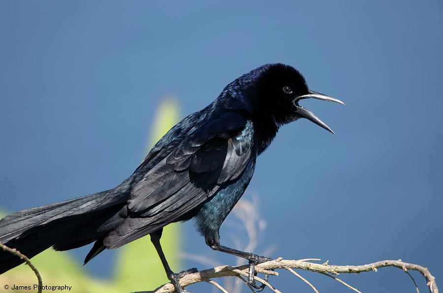 Boat-tailed Grackle #1 Photograph by James Petersen
