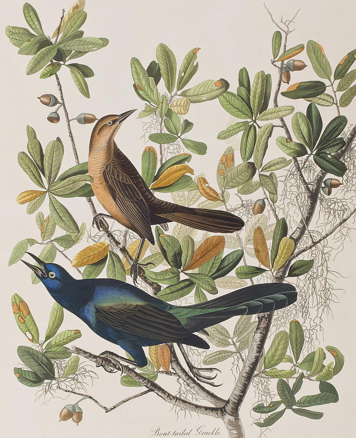 John James Audubon Boat-Tailed Grackle 15x22 Art Print Numbered Ltd Edition
