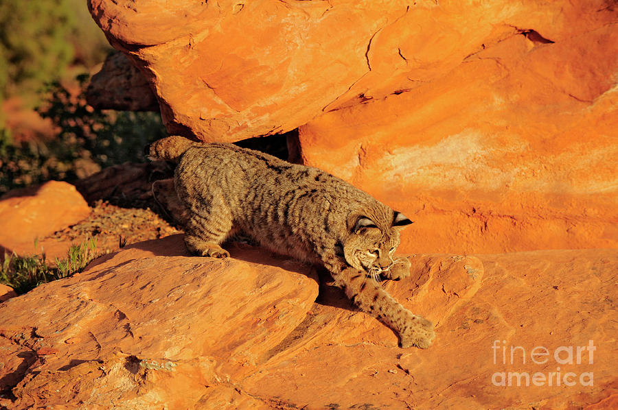 Bobcat #1 Photograph by Dennis Hammer