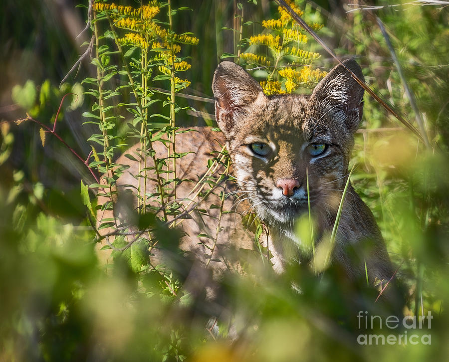 Bobcat Lynx In Hiding  #1 Photograph by Anne Kitzman