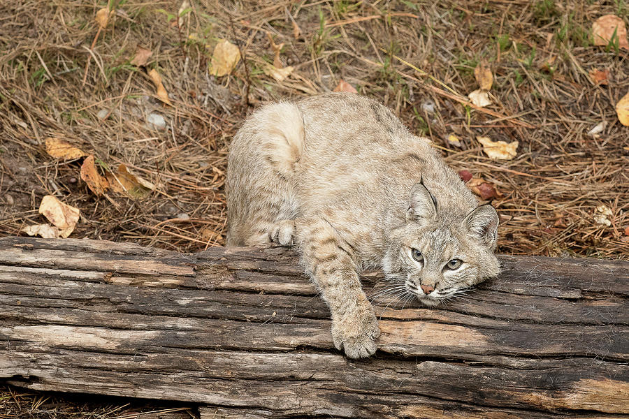 Bobcat #1 Photograph by Mary Jo Cox