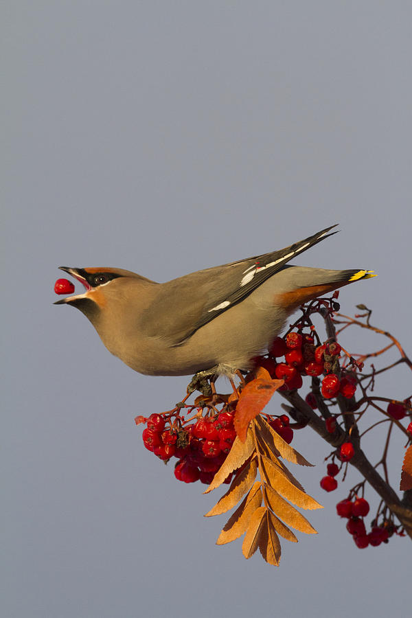 Bohemian Waxwing Perches To Eat #1 Photograph by Doug Lindstrand