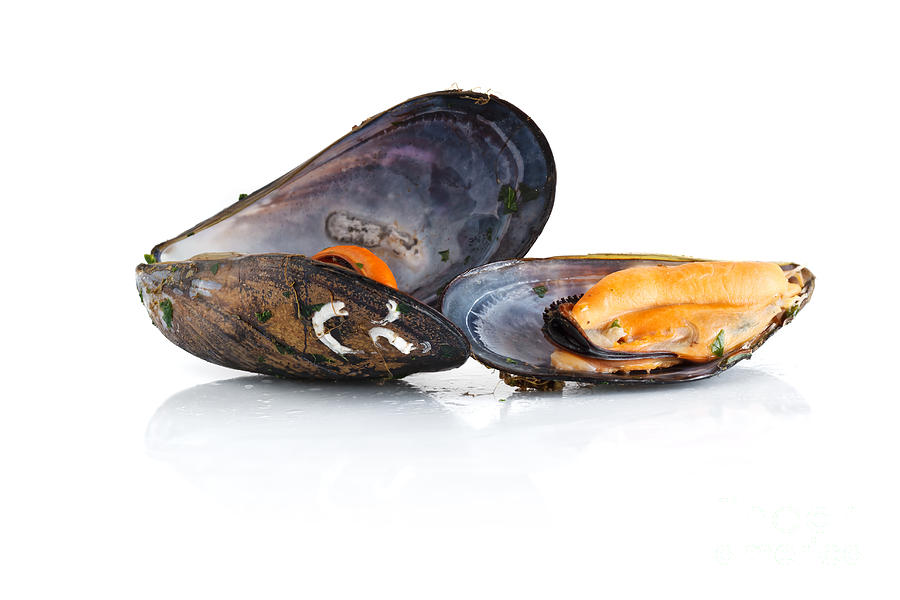 Boiled Mussels Isolated Over White Background #1 Photograph by Antonio Scarpi