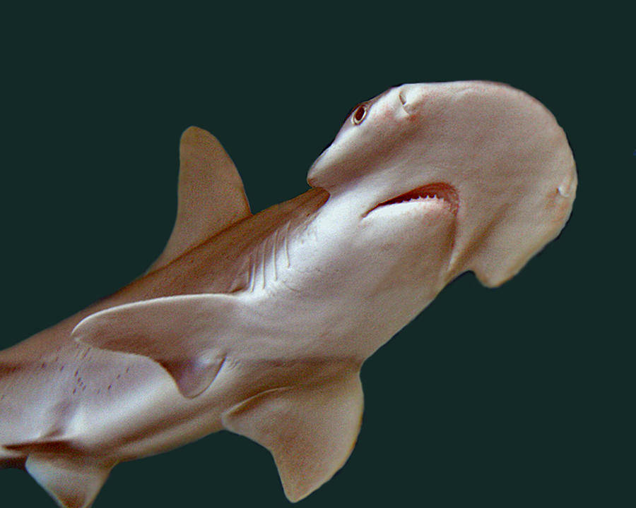 baby bonnethead shark