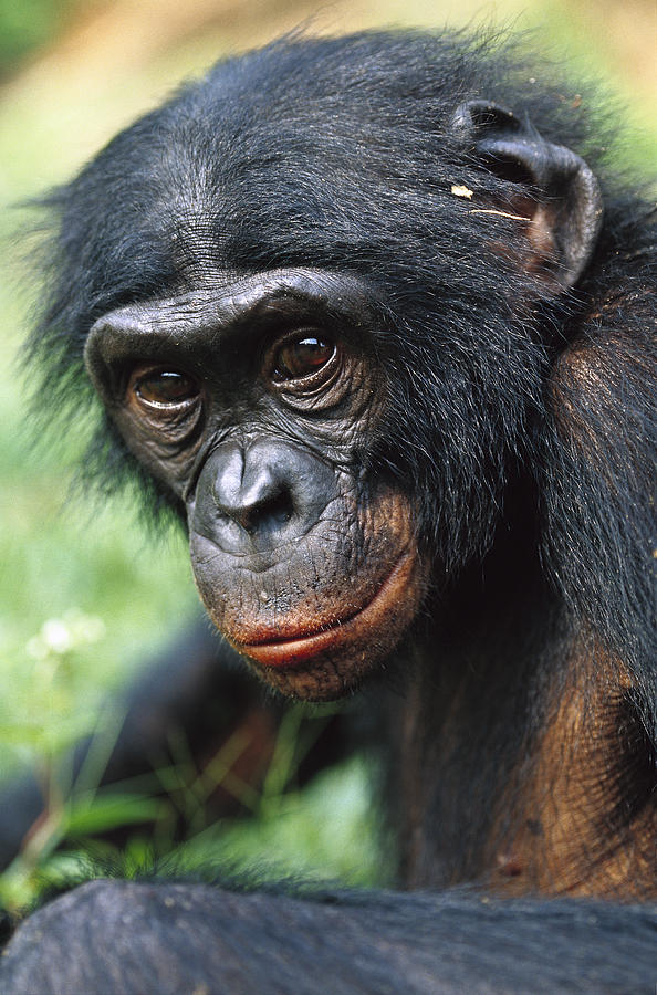 Bonobo Pan Paniscus Portrait Photograph by Cyril Ruoso