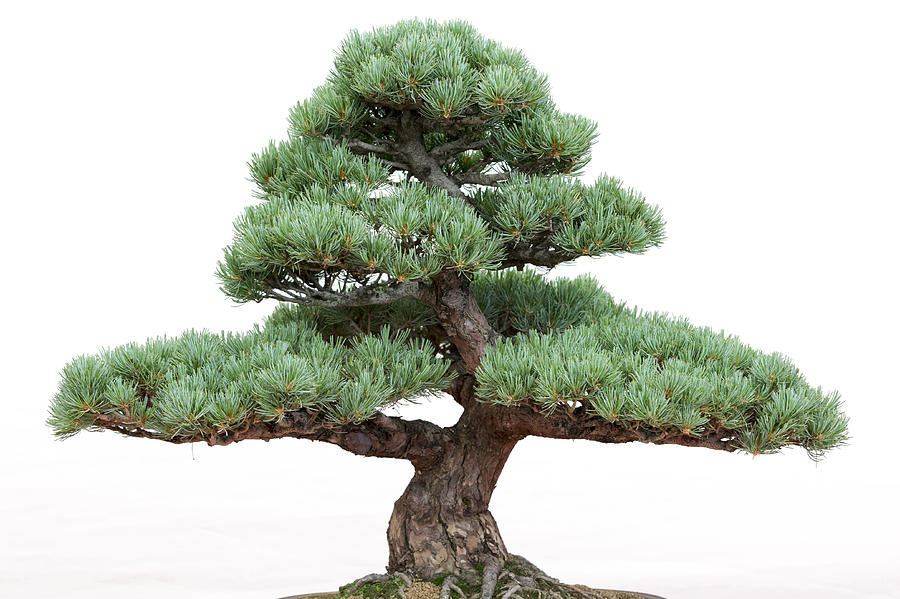 Bonsai pine tree  #1 Photograph by Chris Smith