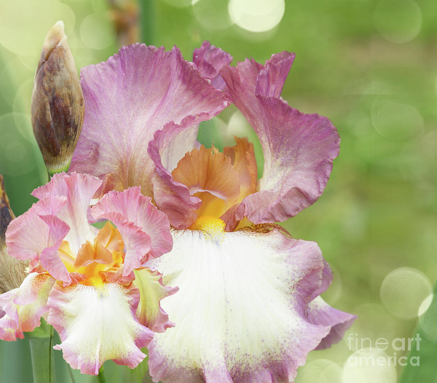 Booming Pink  Irises #1 Photograph by Anastasy Yarmolovich