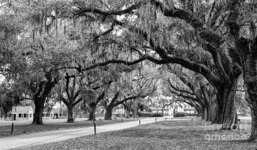 Boone Hall Plantation Avenue Of Oaks Mount Pleasant South Carolina Photograph