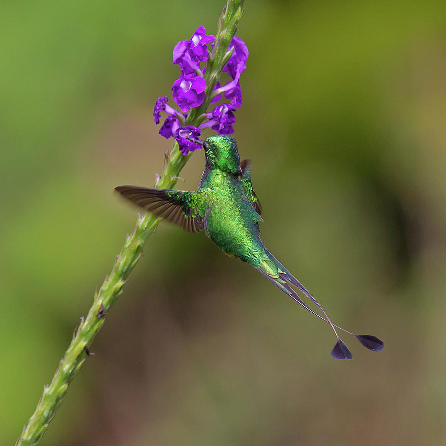Booted Racket-tail #2 Photograph by Jean-Luc Baron