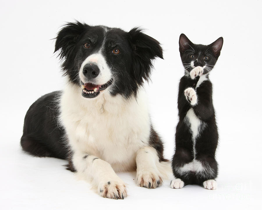 Border Collie And Tuxedo Kitten #1 Photograph by Mark Taylor