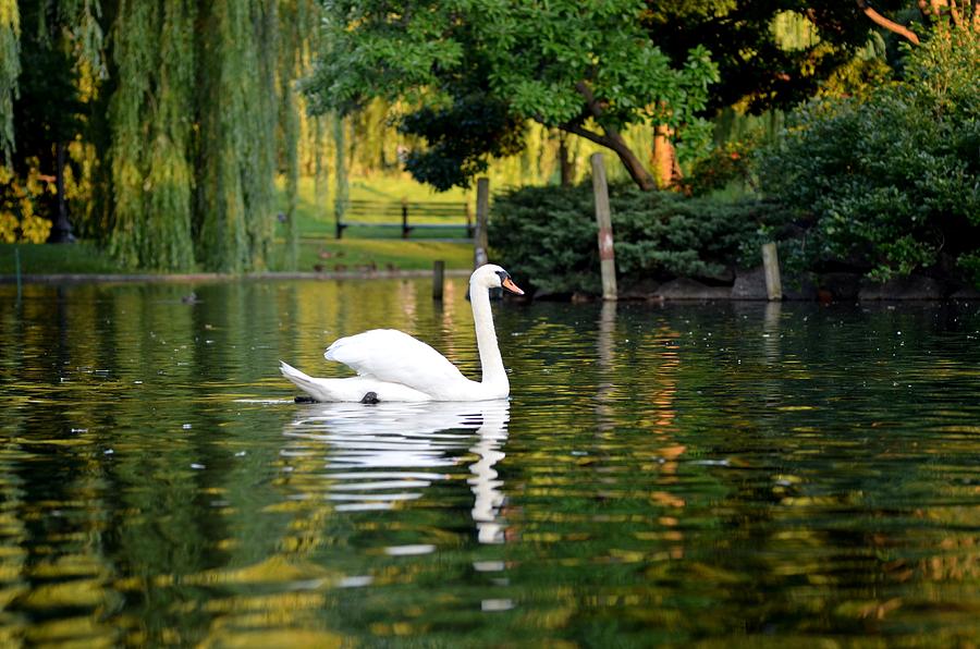 Boston Public Garden Swan Green reflection Photograph by Toby McGuire