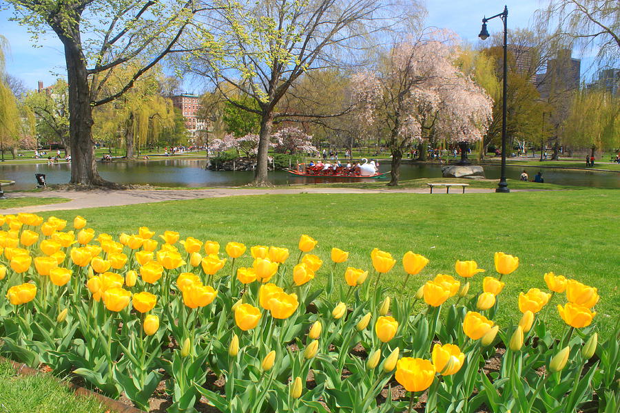Boston Photograph - Boston Public Garden Tulips #1 by John Burk