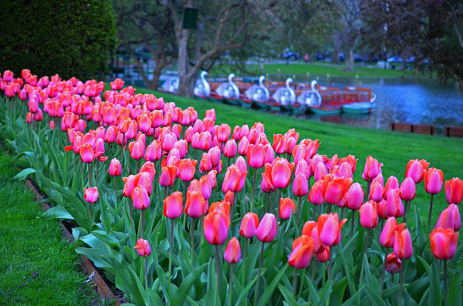 Boston Public Garden Tulips #2 Photograph by Toby McGuire