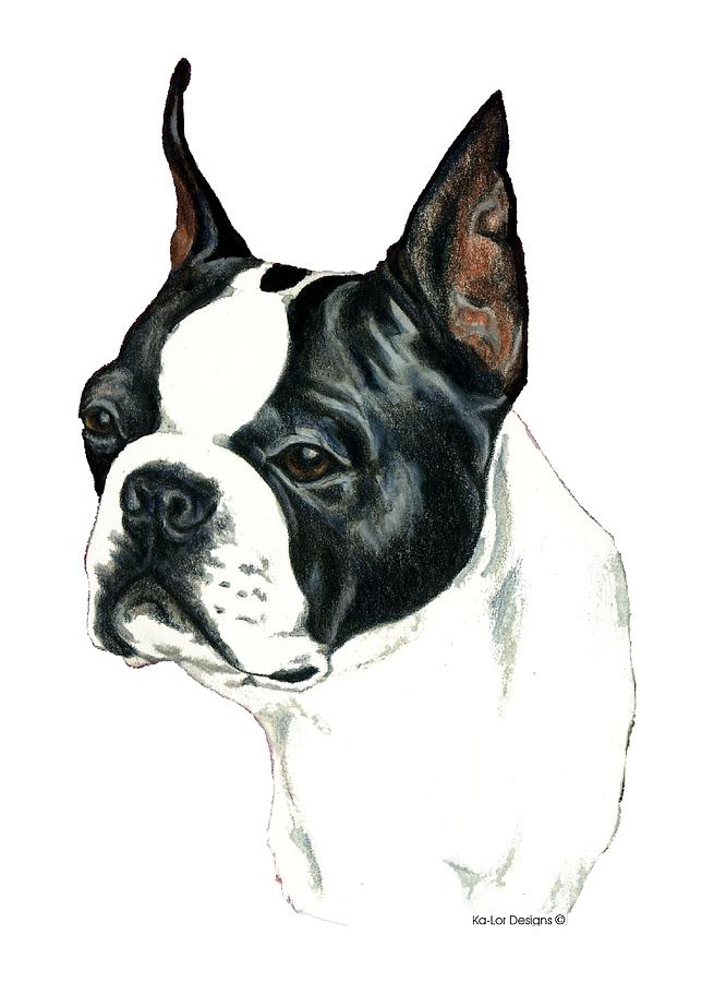 Boston Terrier Drawing by Kathleen Sepulveda