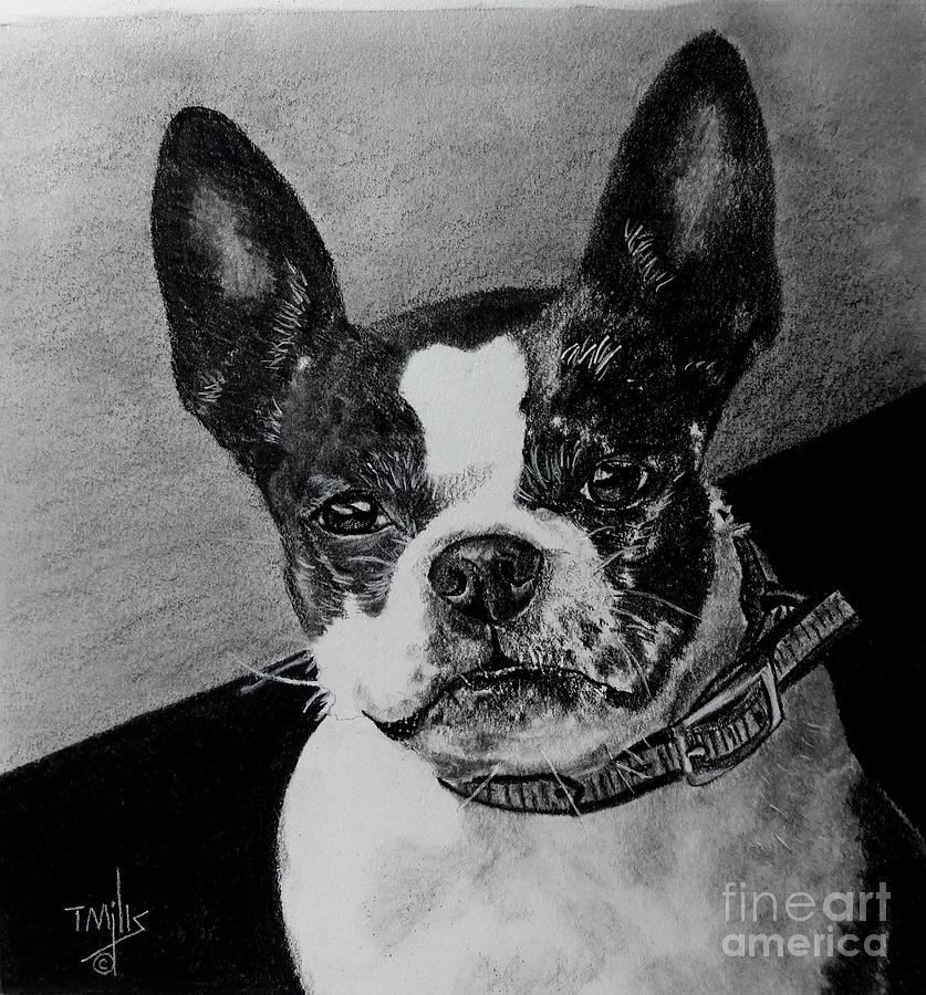 Boston Terrier #1 Drawing by Terri Mills