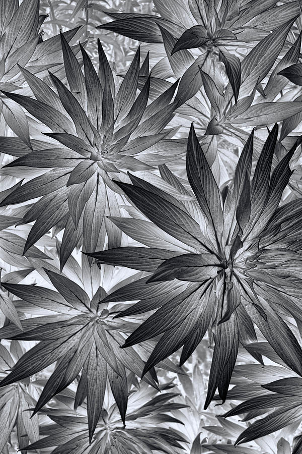 Black And White Photograph - Botanical #1 by Wayne Sherriff