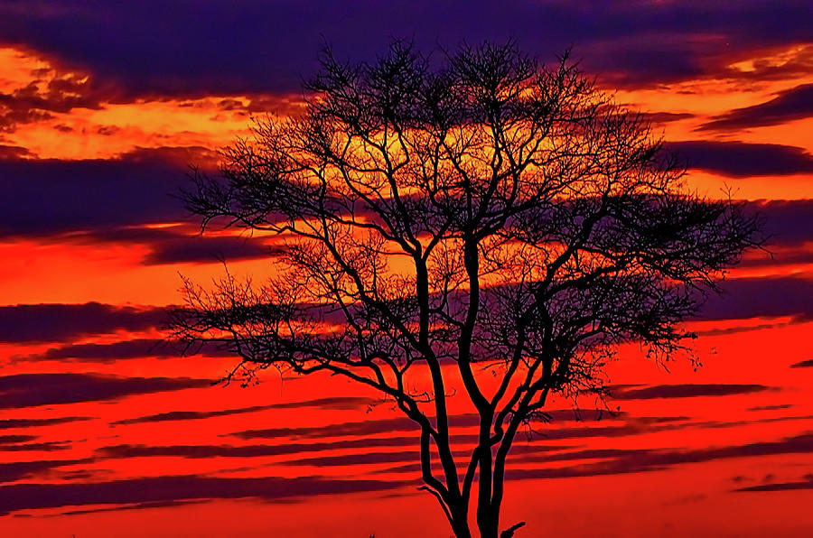Sunset Photograph - Botswana Sunset by Linda Groom