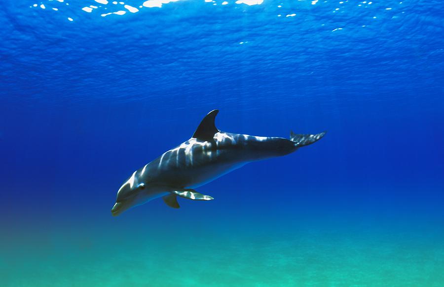 Animal Photograph - Bottlenose Dolphin #1 by Carson Ganci