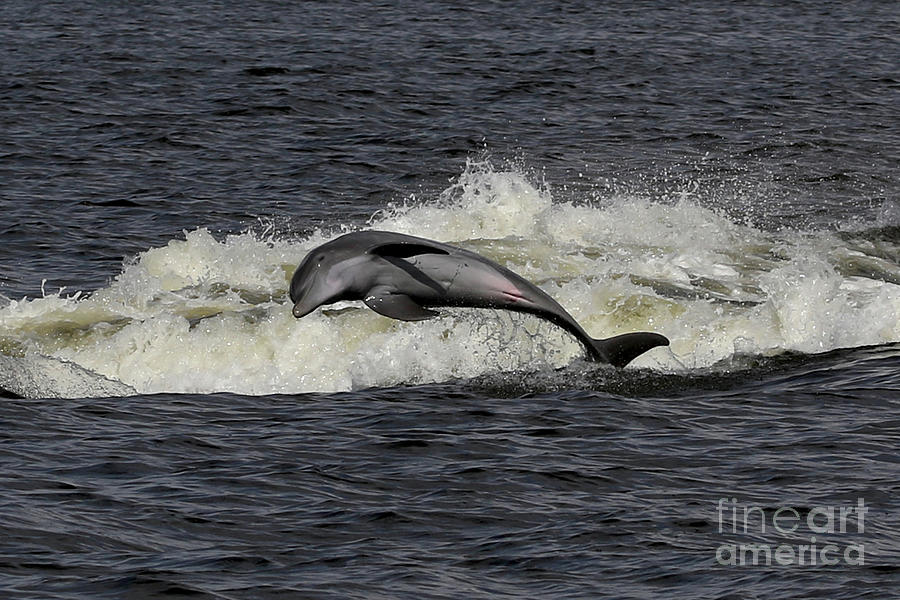 Bottlenose Dolphin #2 Photograph by Meg Rousher