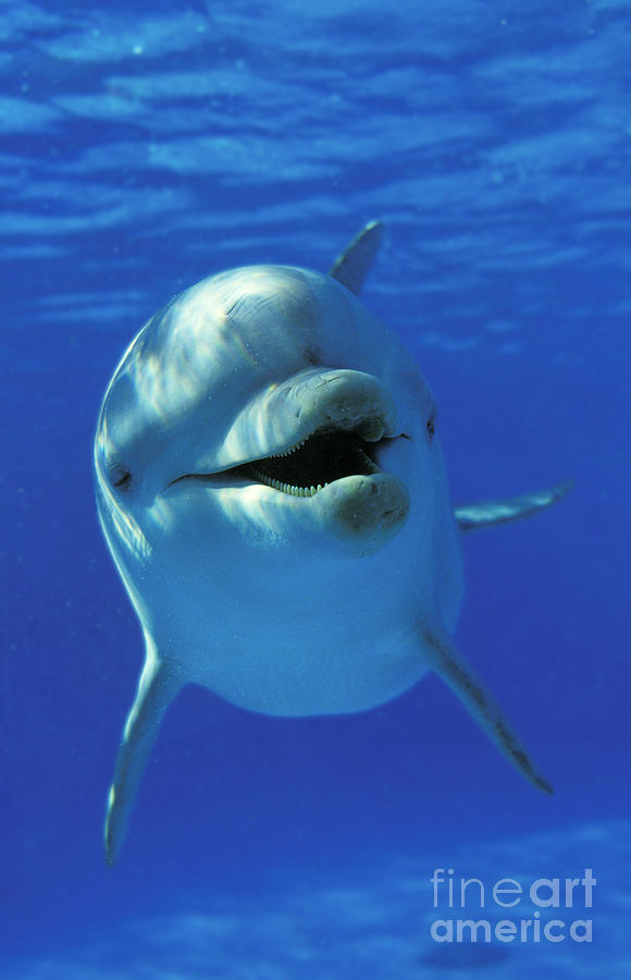 Bottlenose Dolphin Tursiops Truncatus #1 Photograph by Gerard Lacz