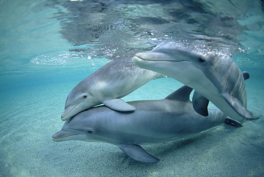 Animal Photograph - Bottlenose Dolphin Underwater Trio #1 by Flip Nicklin