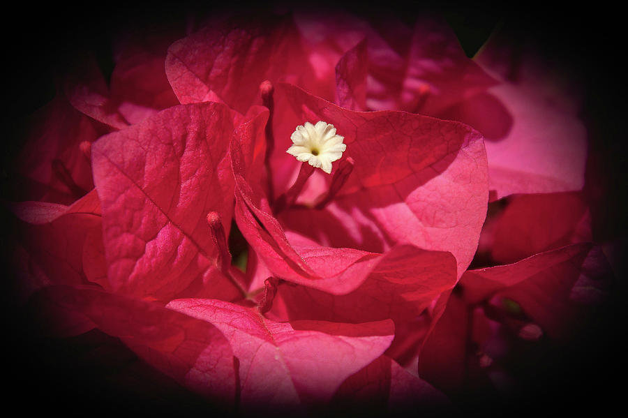 Flowers Still Life Photograph - Bougainvillea #1 by Rose McClure
