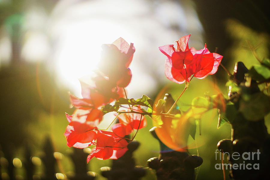 Bougainvillea Spectabilis Genoves Park Cadiz Spain Photograph