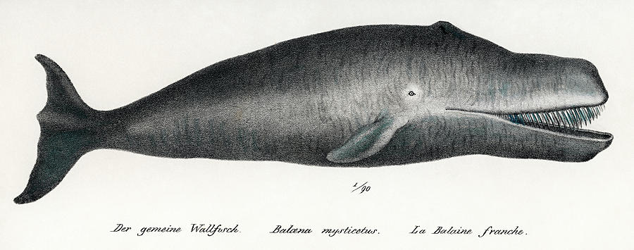 Bowhead Whale #1 Drawing by Vincent Monozlay