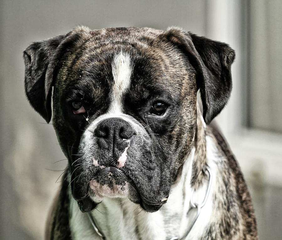 Boxer Dog Photograph