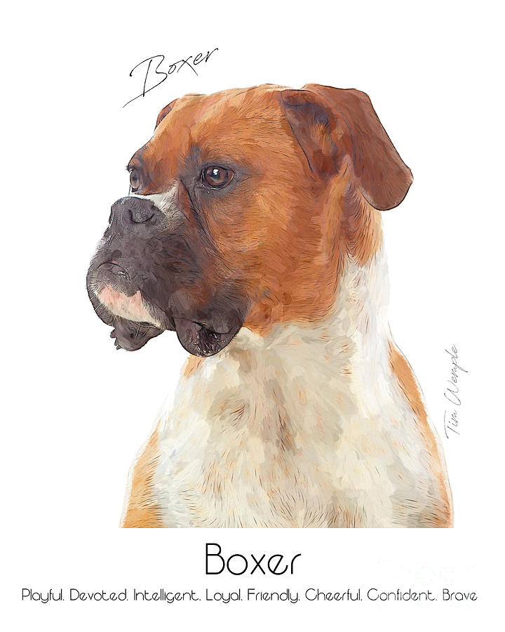 Boxer Poster #1 Digital Art by Tim Wemple