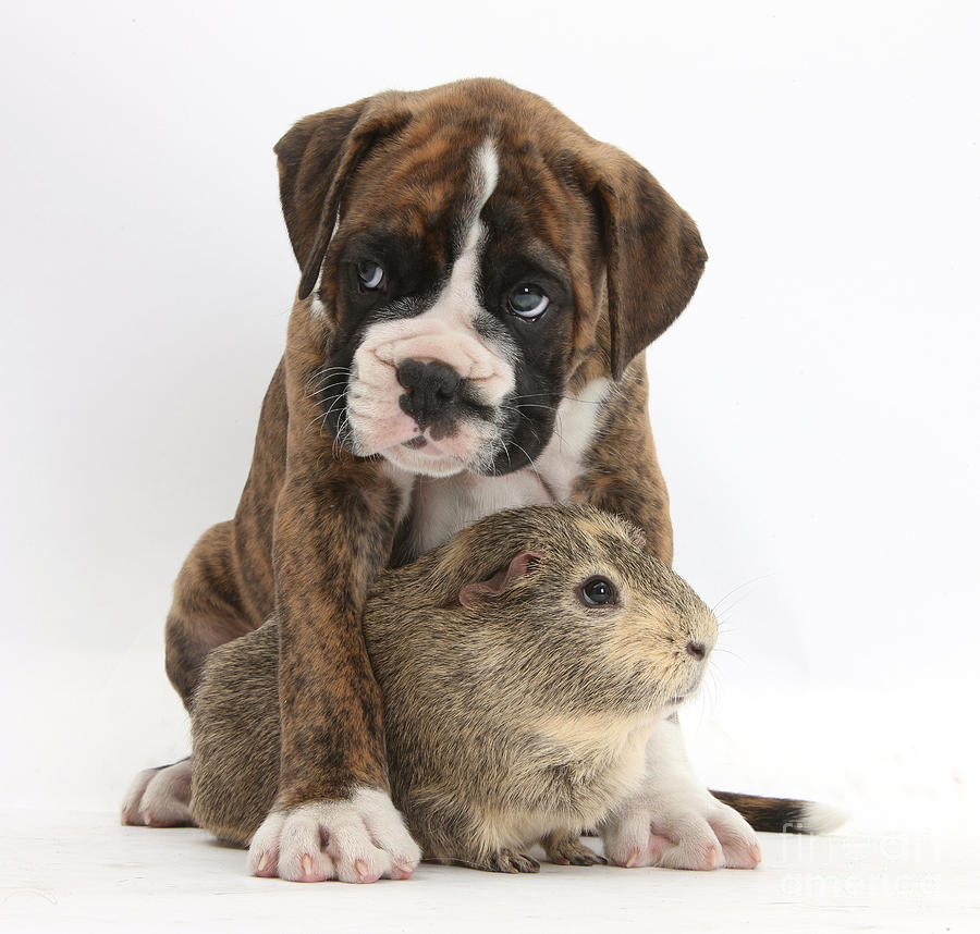 Boxer Puppy And Guinea Pig #1 Photograph by Mark Taylor