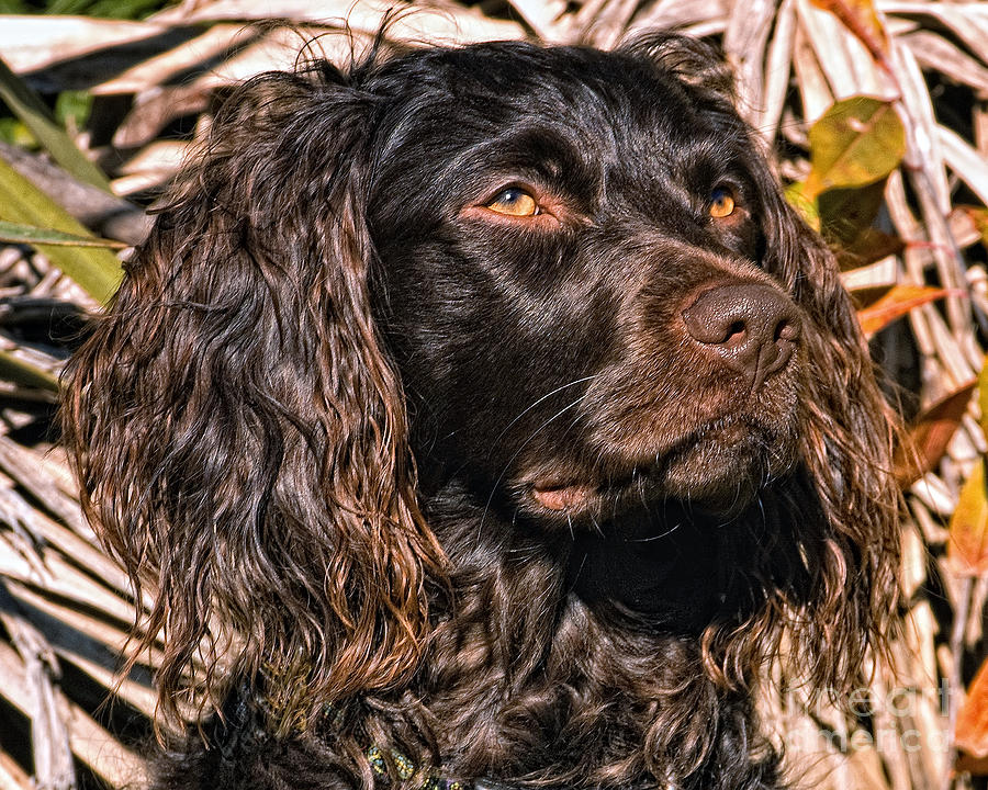 Boykin Spaniel Portrait Head Study Photograph by Timothy Flanigan