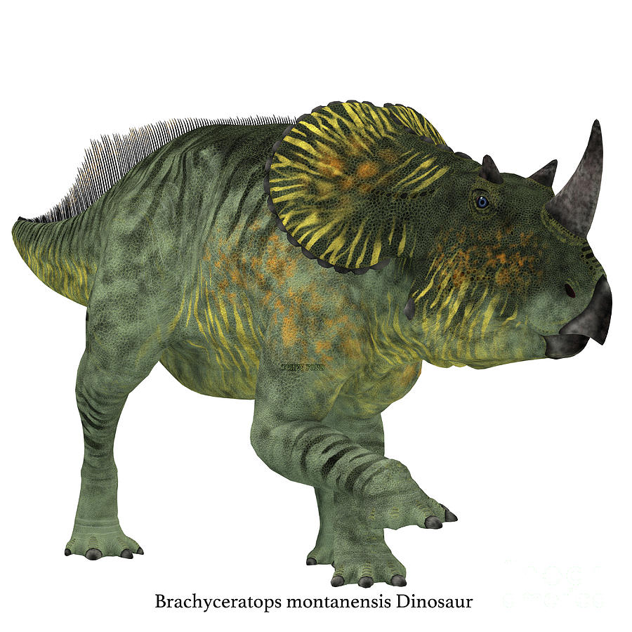 Brachyceratops Dinosaur on White Digital Art by Corey Ford - Pixels